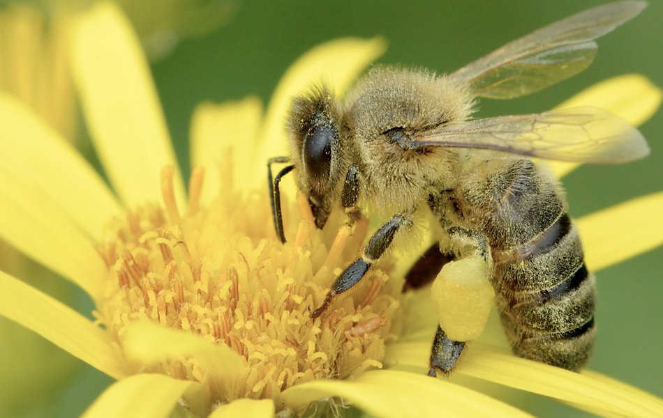 Shoo, Pollen, Don't Bother Me! Fighting Spring Allergies | Ooltewah, TN Walk-In Clinic