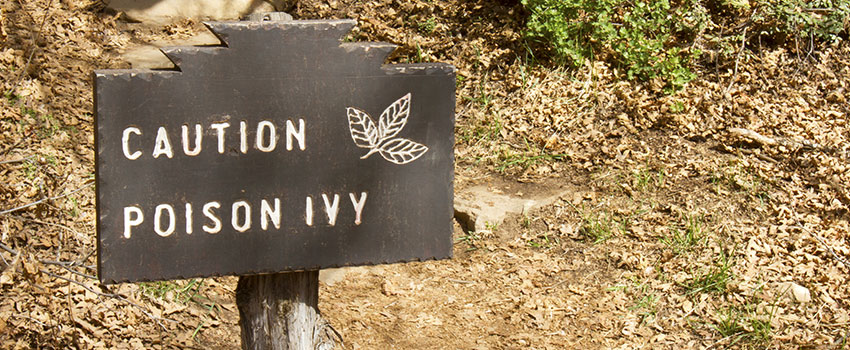 How Can I Prevent Poison Ivy Rashes?