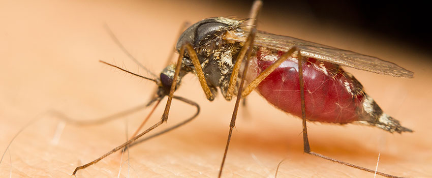 Are Bug Bites More Serious in the Summer?