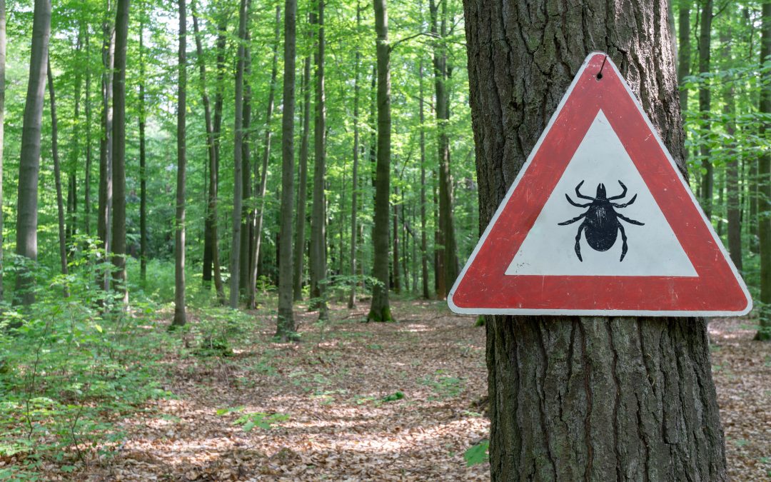 Are Ticks Dangerous?